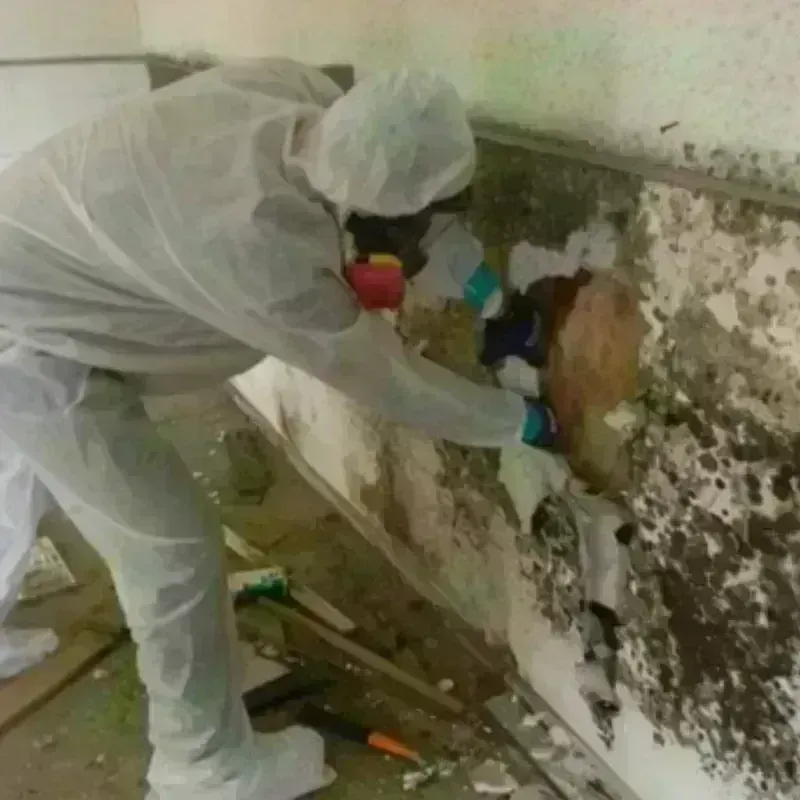 Mold Remediation and Removal in Lindsay, OK